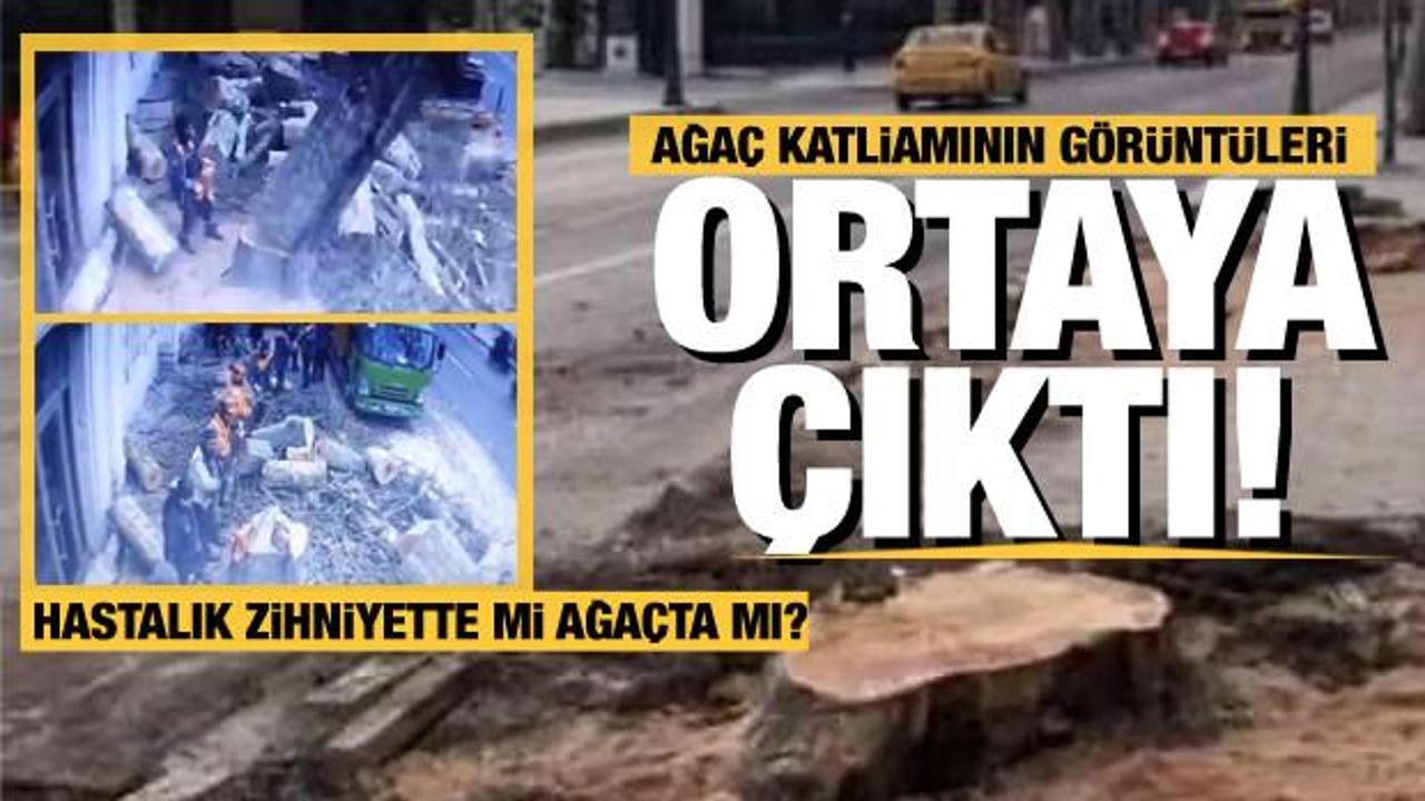 CHP'li İBB'nin &Ccedil;ırağan'daki ağa&ccedil; katliamının g&ouml;r&uuml;nt&uuml;leri ortaya &ccedil;ıktı!