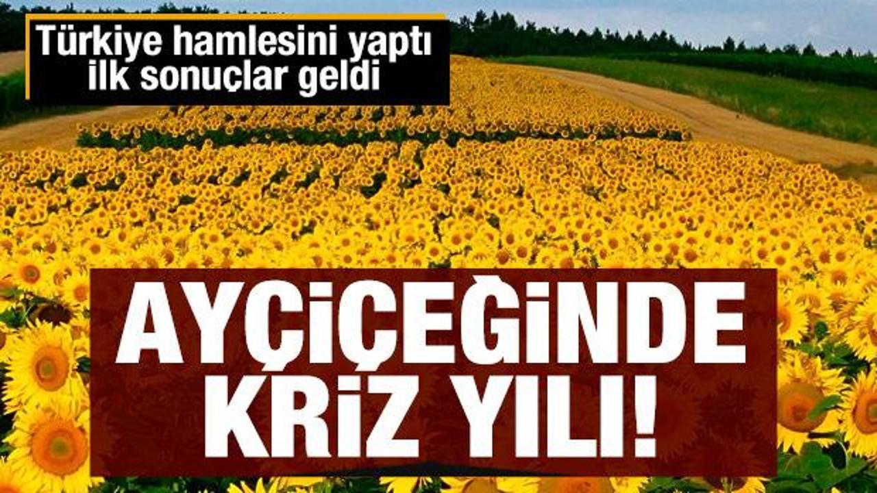 Ayçiçeğinde kriz yılı: Türkiye hamlesini yaptı
