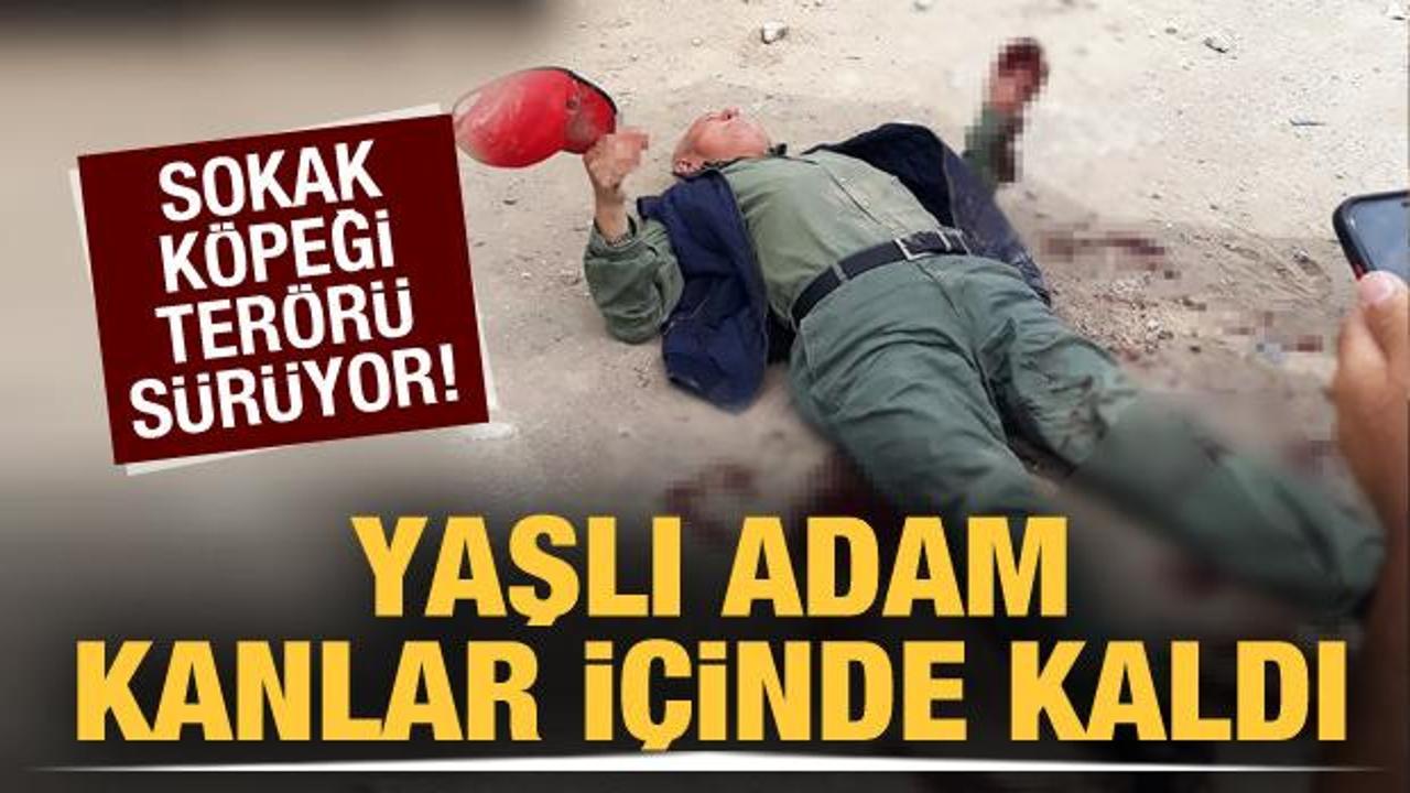 Sakarya&rsquo;da &ccedil;ocuk parkı yanında sokak k&ouml;peği dehşeti! Yaşlı adam ağır yaralandı