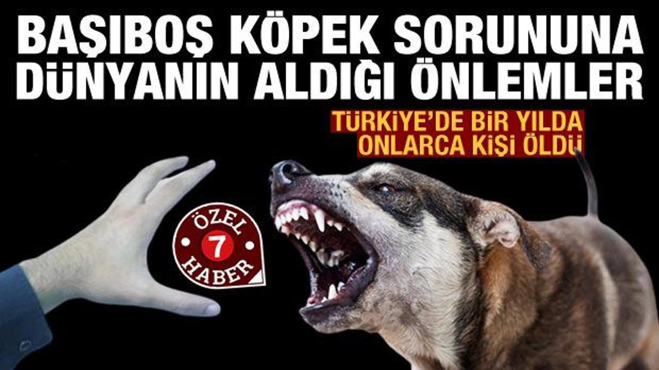 Dünya başıboş köpek sorununa karşı hangi önemleri alıyor? Türkiye'de bir yılda çok sayıda kişi öldü