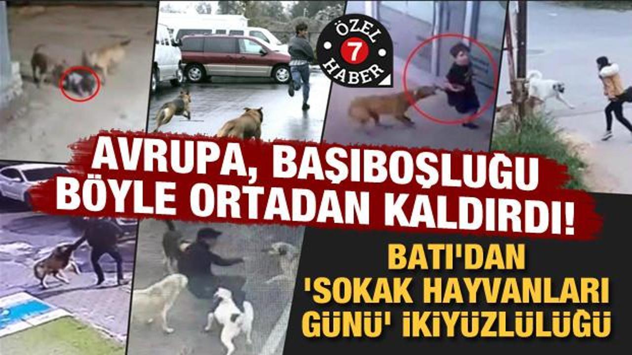 Avrupa, başıboşluğu böyle ortadan kaldırdı! Batı'dan 'Sokak Hayvanları Günü' ikiyüzlülüğü!