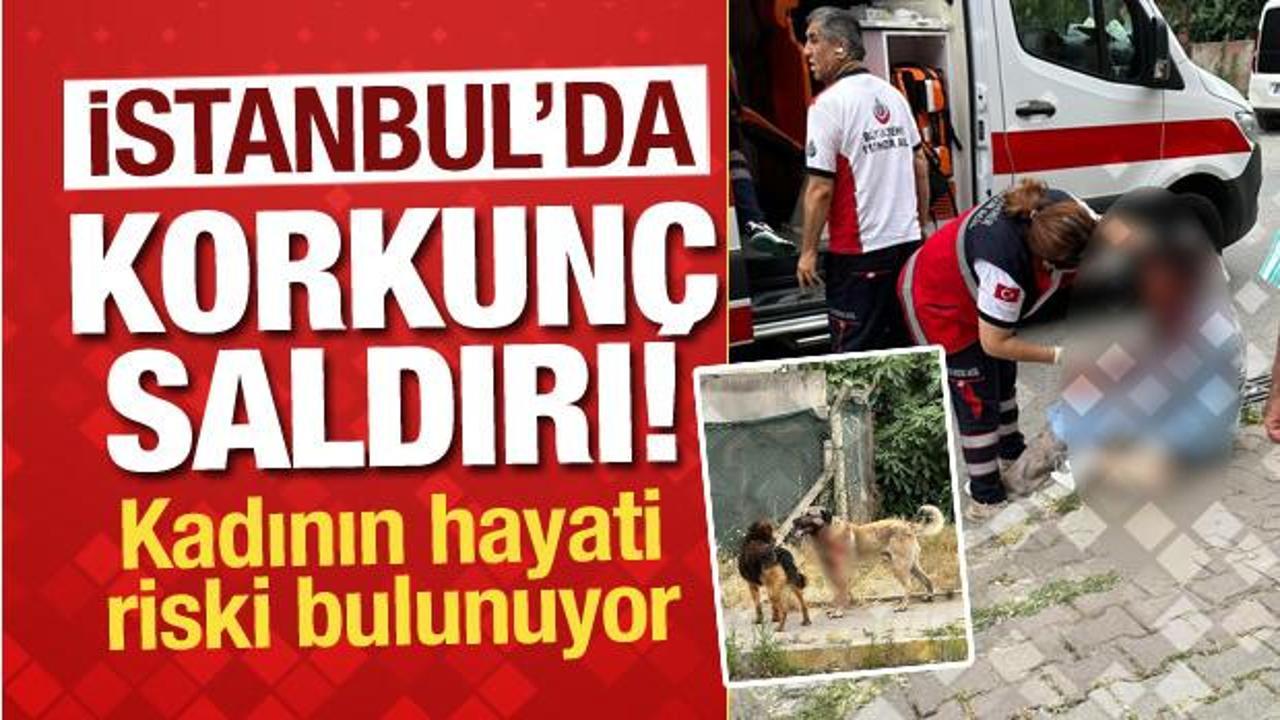 İstanbul'da korkunç köpek saldırısı! Kanlar içinde kalan kadın ağır yaralı