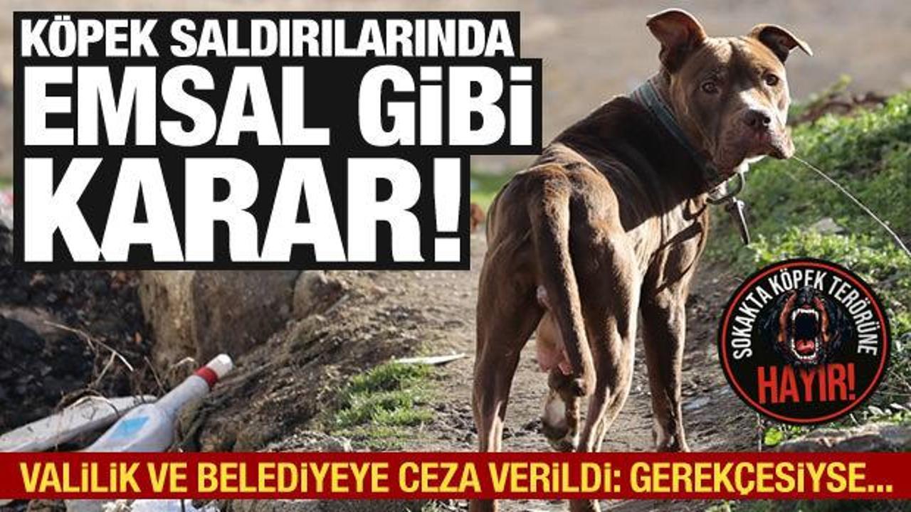 Sokak k&ouml;peği saldıran kişi valilik, b&uuml;y&uuml;kşehir ve il&ccedil;e belediyesine a&ccedil;tığı davayı kazandı