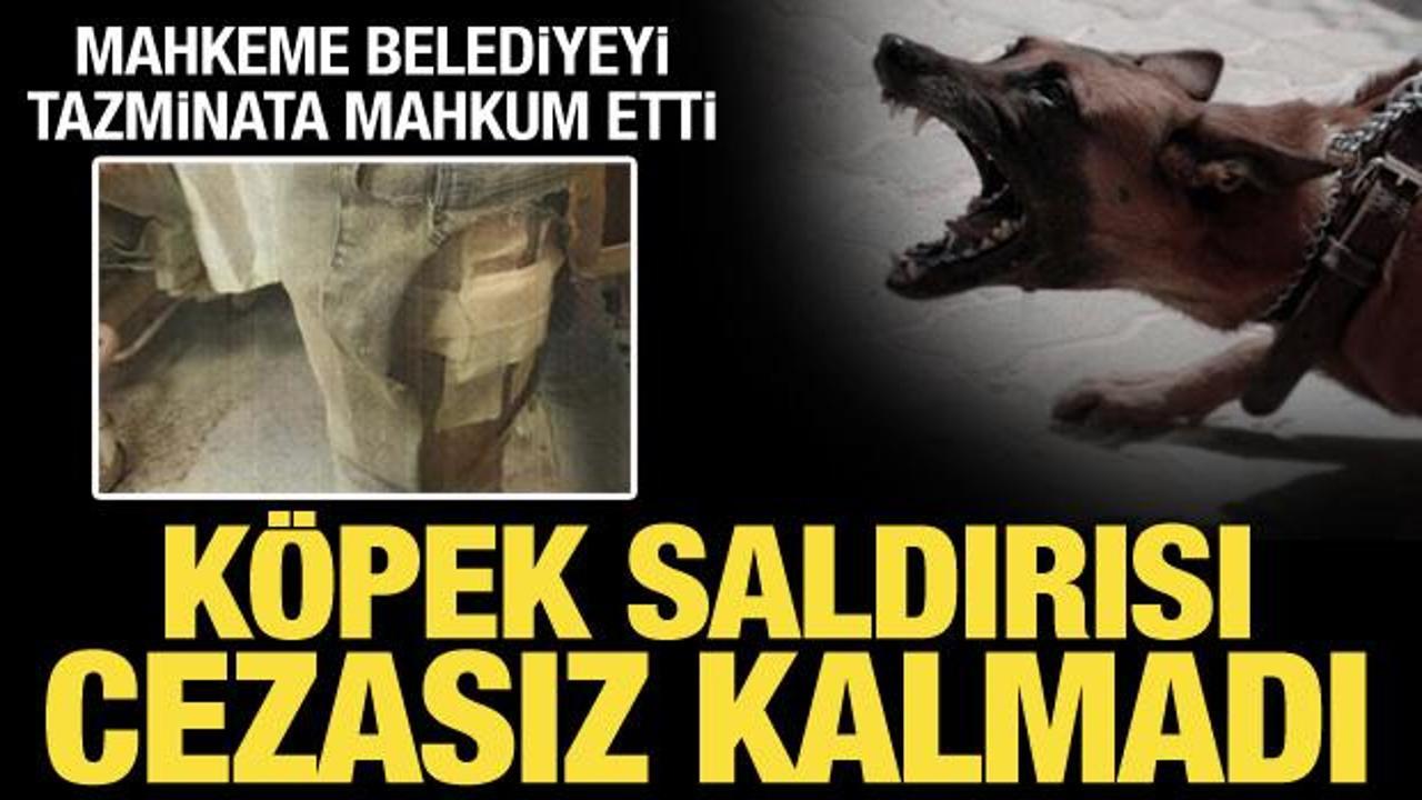 Sokak k&ouml;peklerinin saldırdığı avukat, belediyeye a&ccedil;tığı davayı kazandı