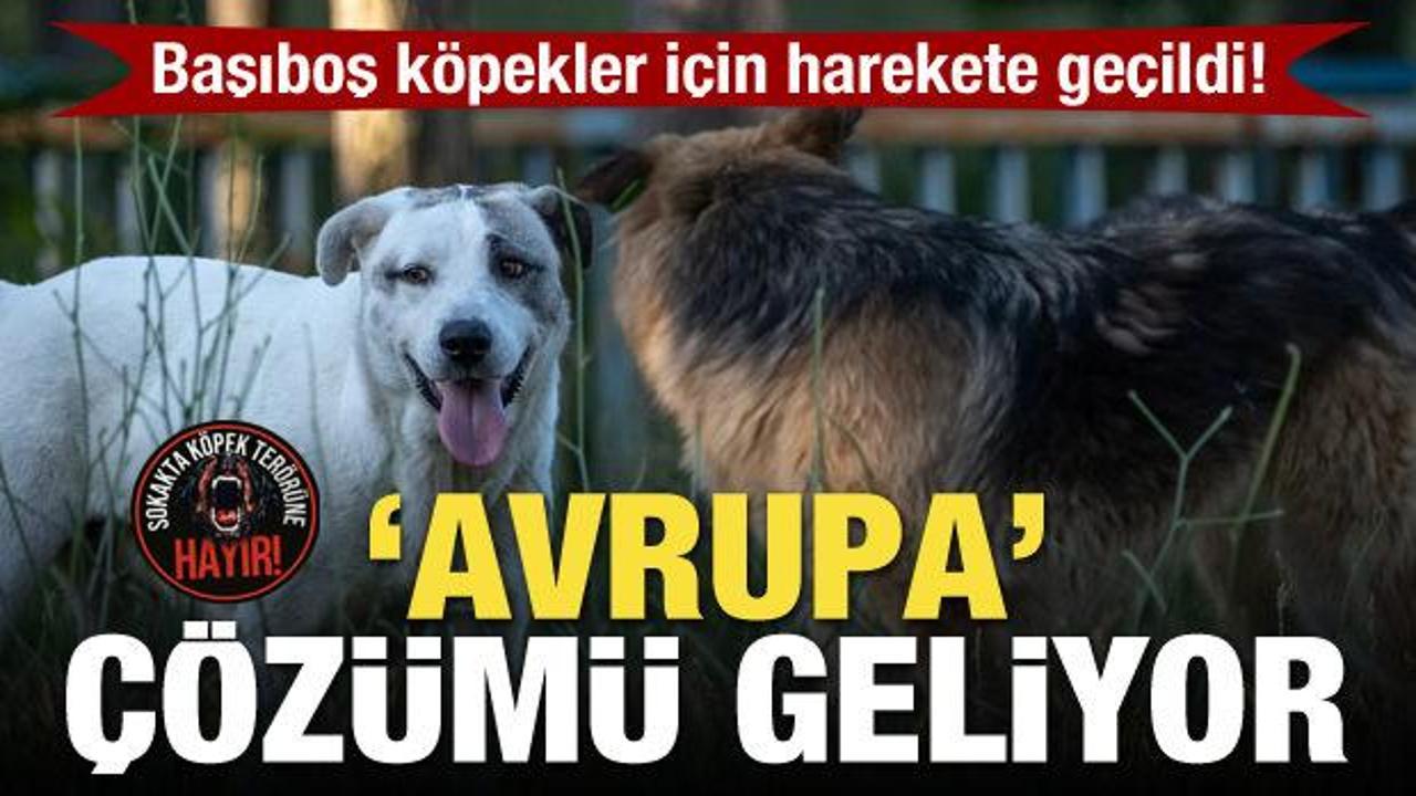 Başıboş köpekler için harekete geçildi! 'Avrupa' çözümü geliyor