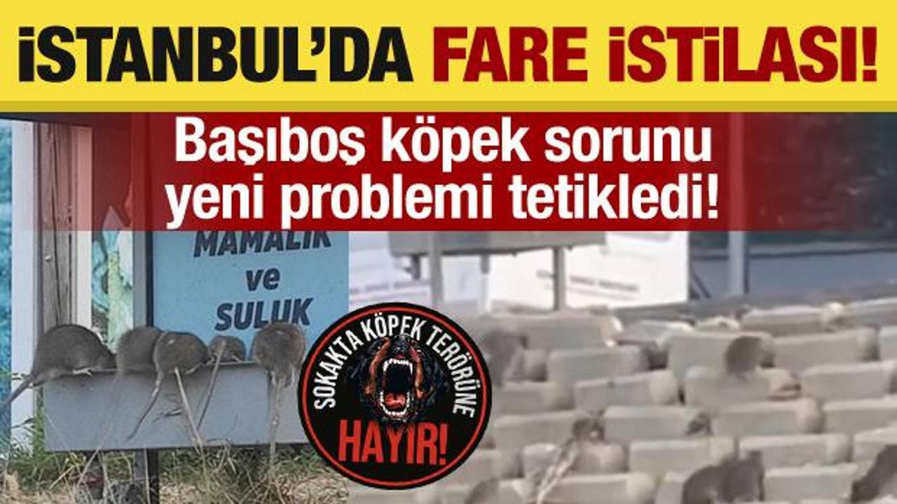 Başıboş k&ouml;pek sorunu yeni problemi tetikledi! İstanbul&rsquo;da fare istilası