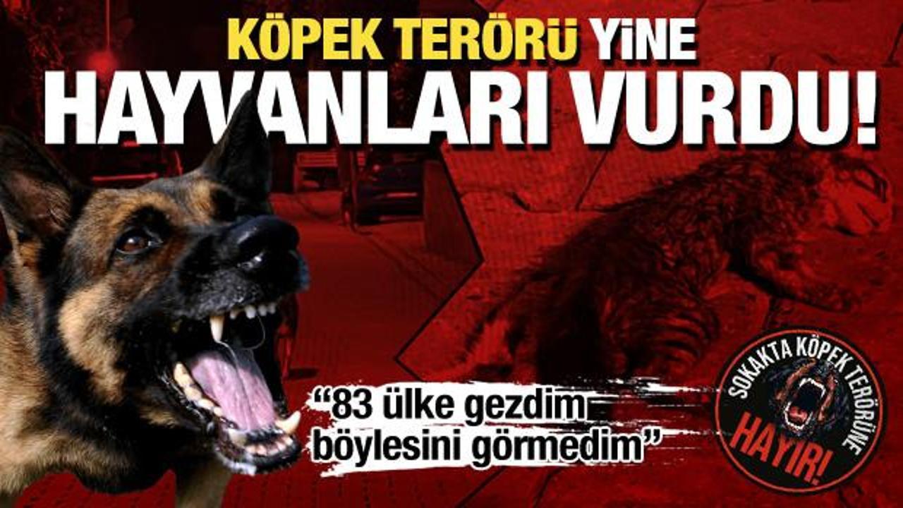 Köpek terörü yine hayvanları vurdu... Yavru kediyi parçaladılar!