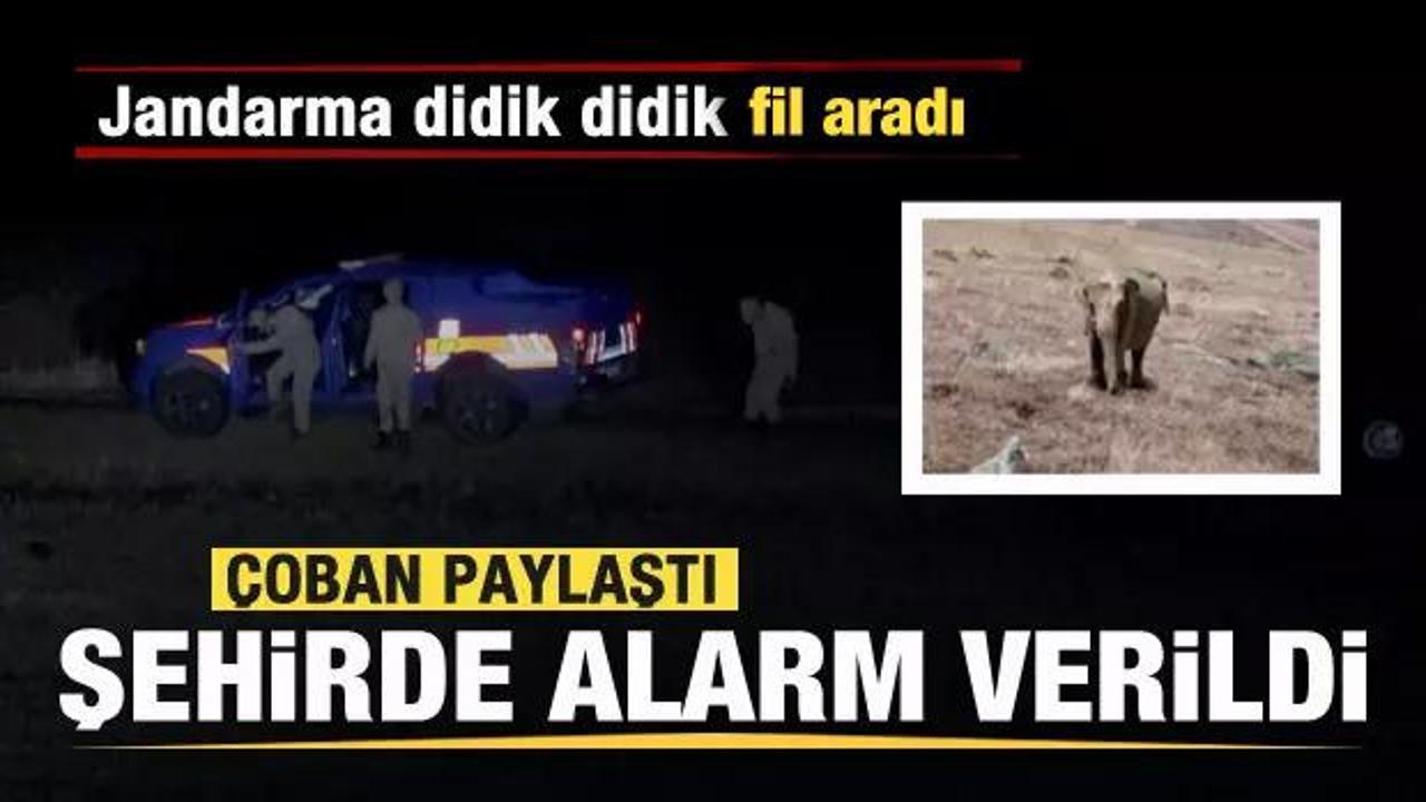 &Ccedil;oban paylaştı şehirde alarm verildi! Jandarma didik didik fil aradı