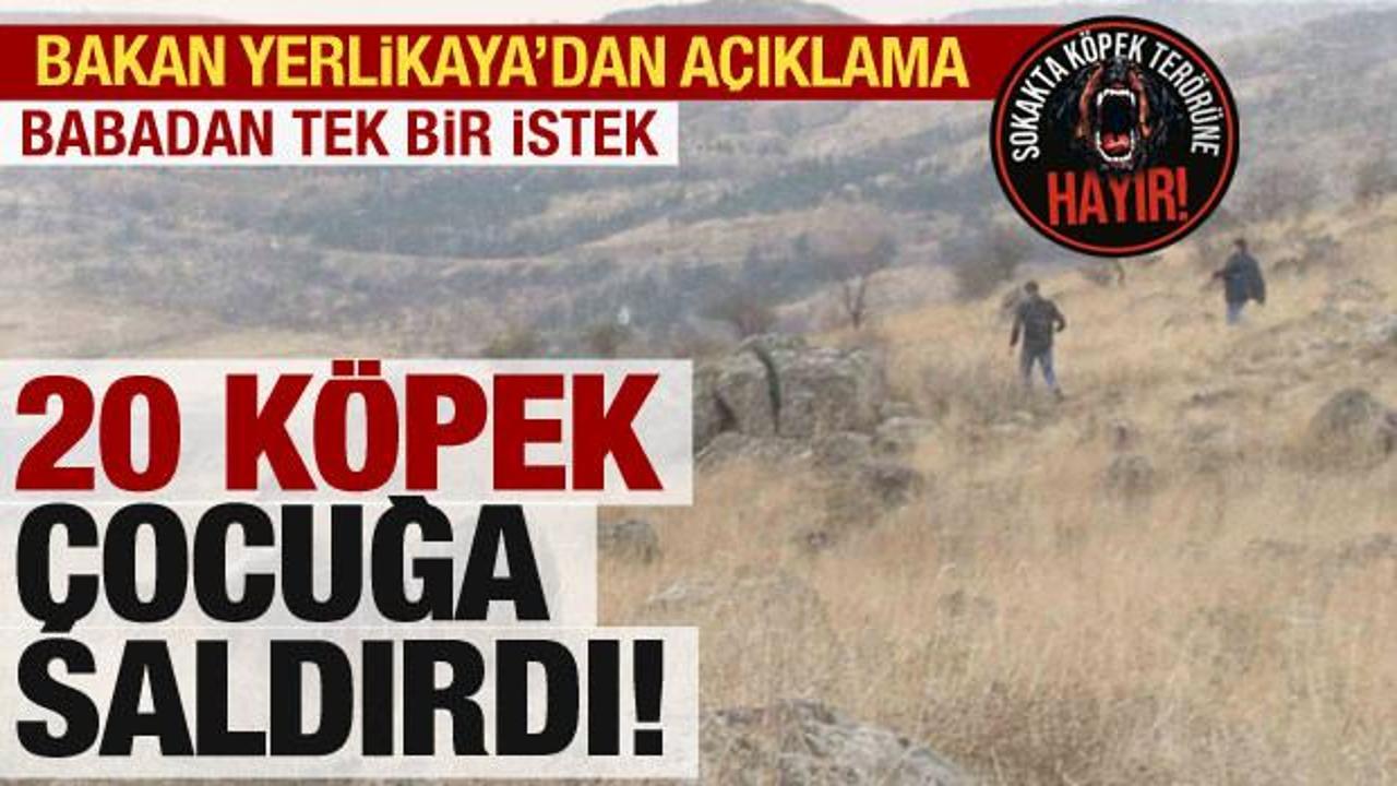 Ankara'da 20 köpek çocuğu parçaladı! Bakan Yerlikaya'dan son dakika açıklaması