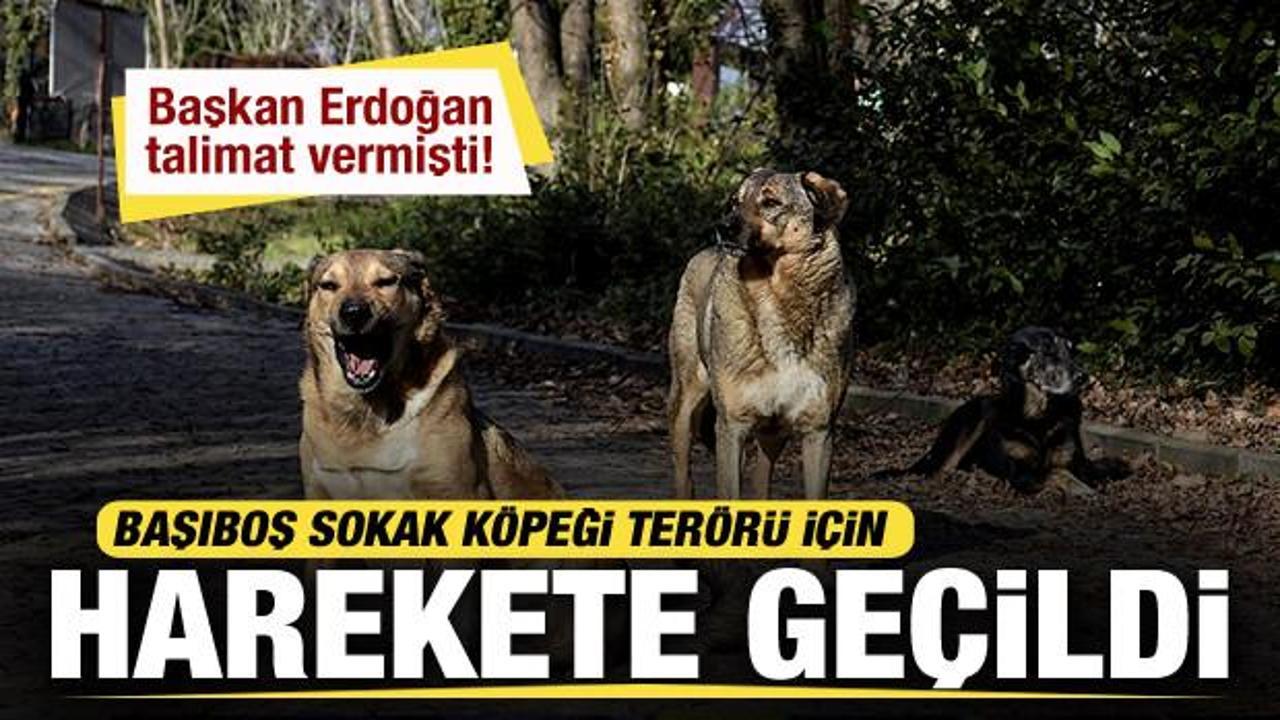 Erdoğan talimat vermişti! Bakan Tunç'tan başıboş sokak köpeği açıklaması