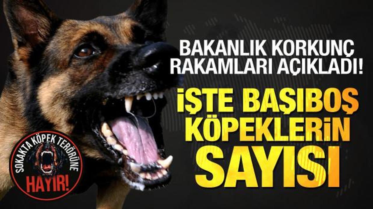 Bakanlık resmen açıkladı! İstanbul, Ankara ve İzmir'de başıboş köpeklerin korkunç sayısı