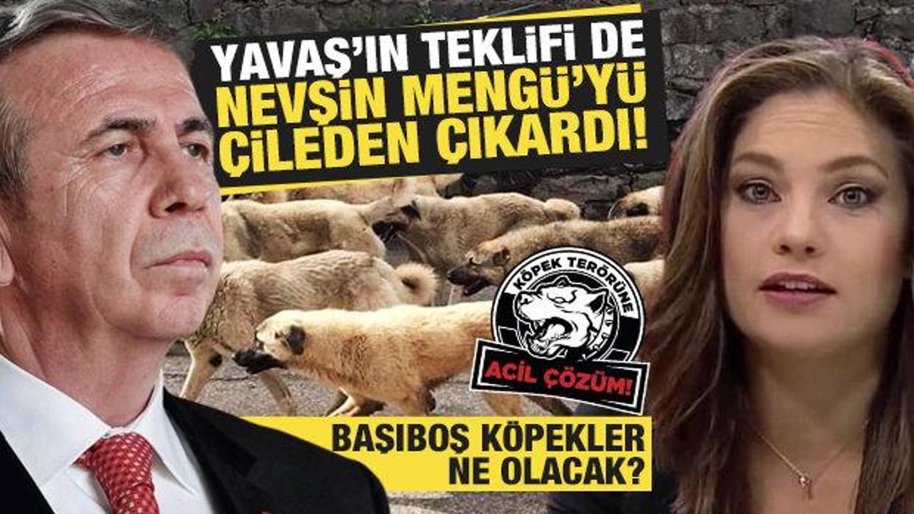 Mansur Yavaş'ın başıboş köpeklerle ilgili açıklaması Nevşin Mengü'yü sinirlendirdi