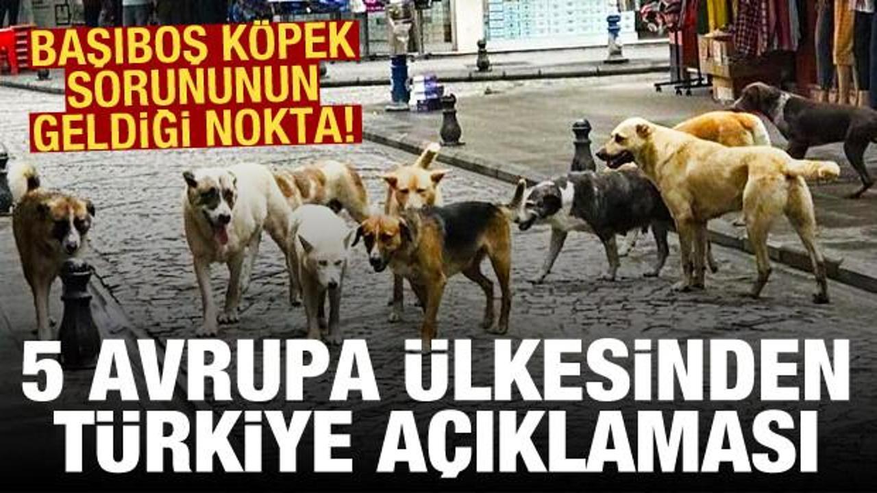 Başıboş köpek sorunu: 5 Avrupa ülkesinden Türkiye'ye seyahat uyarısı