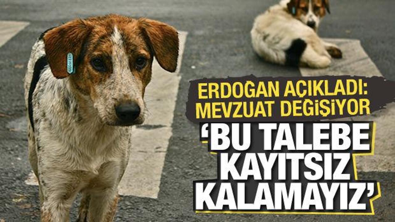 Cumhurbaşkanı Erdoğan'dan başıboş köpek düzenlemesiyle ilgili açıklama