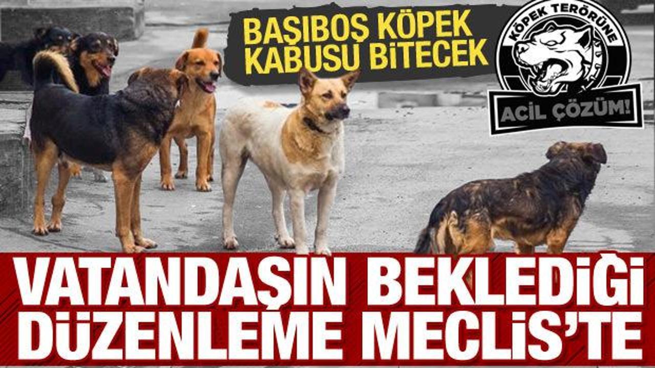 Son dakika haberi: Sokak hayvanları d&uuml;zenlemesi Meclis'te