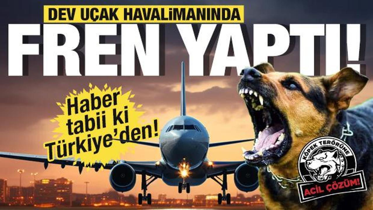Havalimanında başıboş köpek paniği! Uçak aniden durmak zorunda kaldı