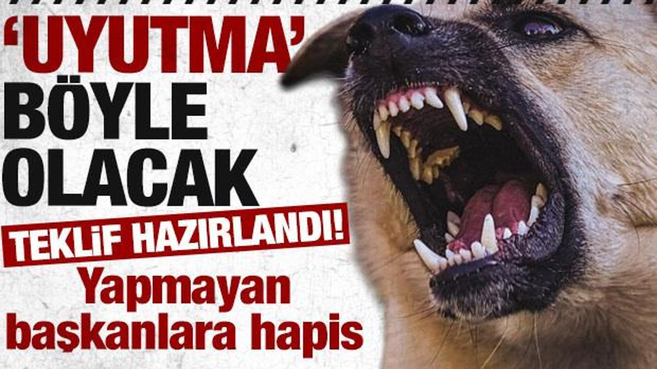 Teklif, AK Parti grubunda imzaya açıldı! Köpek toplamayan belediye başkanına hapis cezası