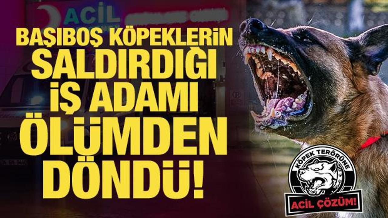 Başıboş köpeklerin saldırdığı iş adamı ölümden döndü!