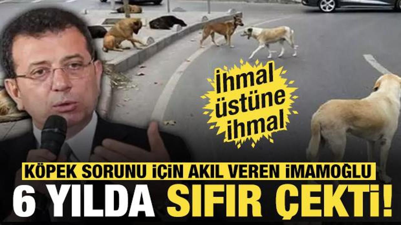 Köpek sorunu için akıl veren İmamoğlu 6 yılda sıfır çekti! İhmal üstüne ihmal