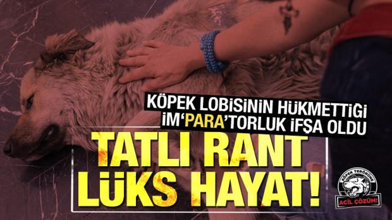 Sözde köpek seviciliğinin arkasında tatlı rant, lüks hayat!