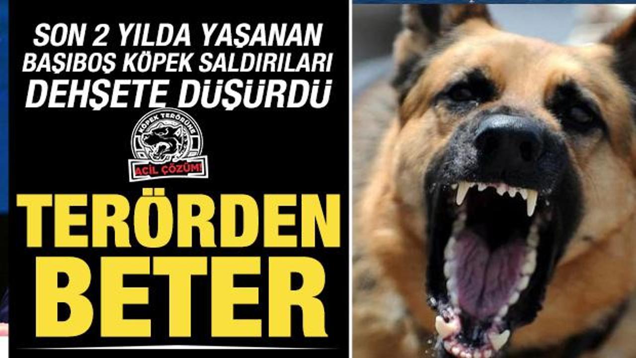 Son iki yılda 4 bin 269 köpek saldırısı kayıtlara geçti