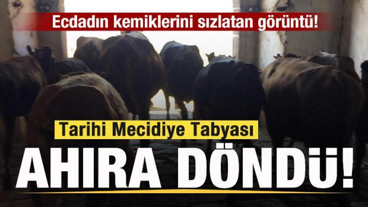 Tarihi Mecidiye Tabyası ahıra d&ouml;nd&uuml;! Ecdadın kemiklerini sızlatan g&ouml;r&uuml;nt&uuml;!