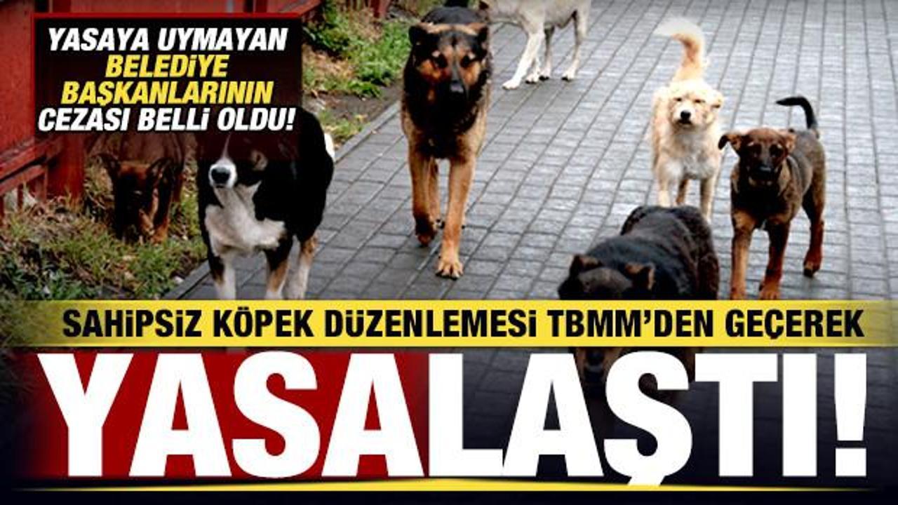 Sahipsiz köpek düzenlemesi TBMM'den geçerek yasalaştı! Belediye Başkanlarına ceza!