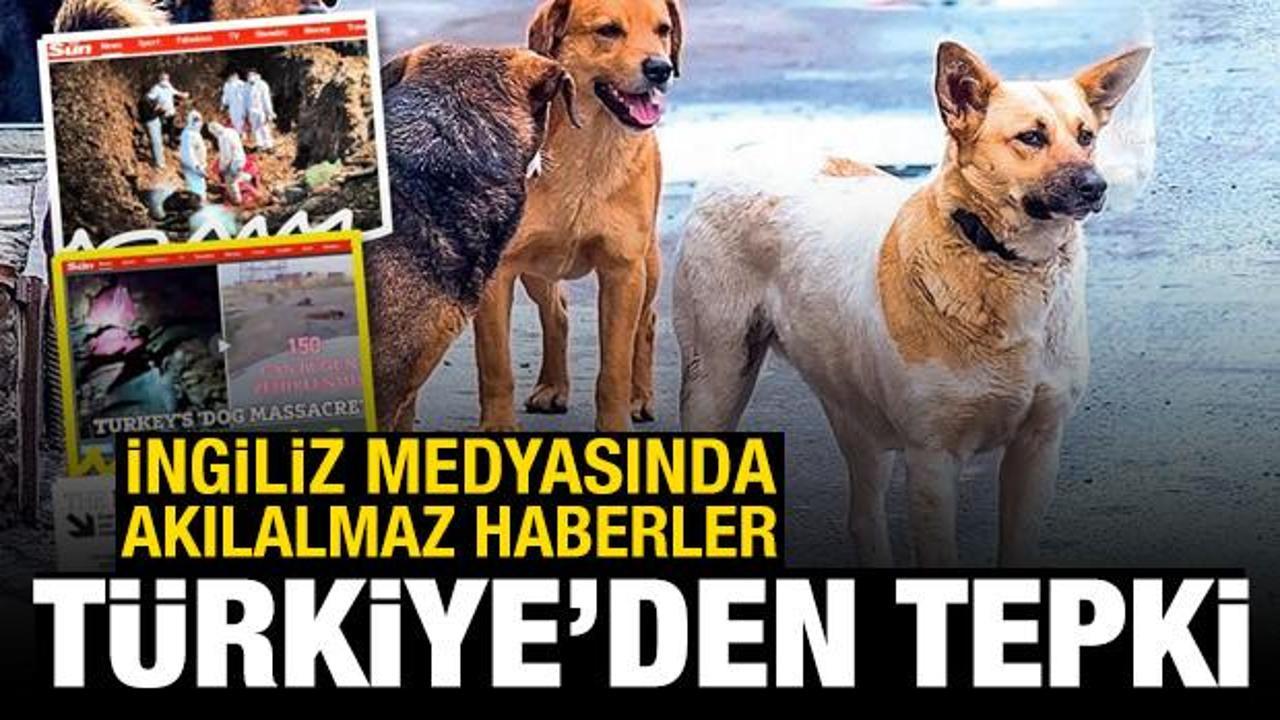 İngiliz medyasındaki köpek haberlerine Türkiye'den tepki