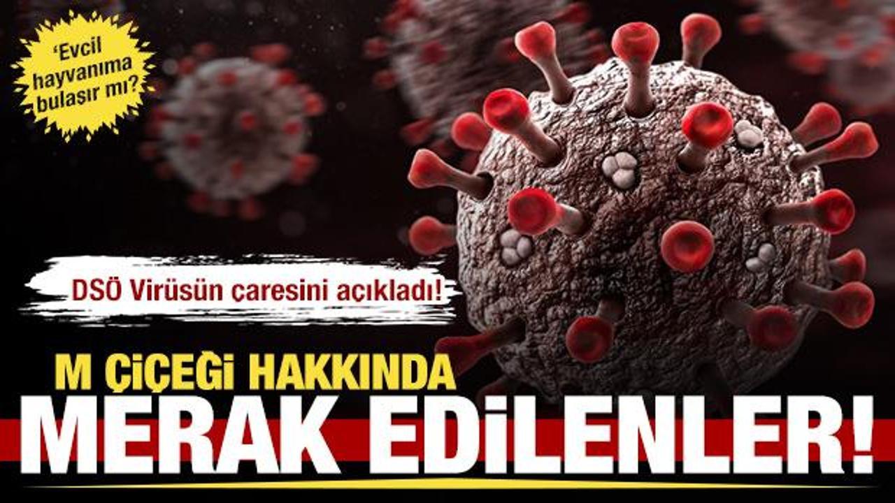 Maymun &ccedil;i&ccedil;eği ile ilgili merak edilen sorular!
