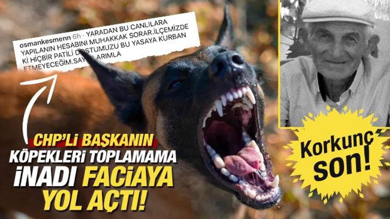 CHP'li başkanın köpekleri toplamama inadı faciaya yol açtı! Köpek saldırısında acı son