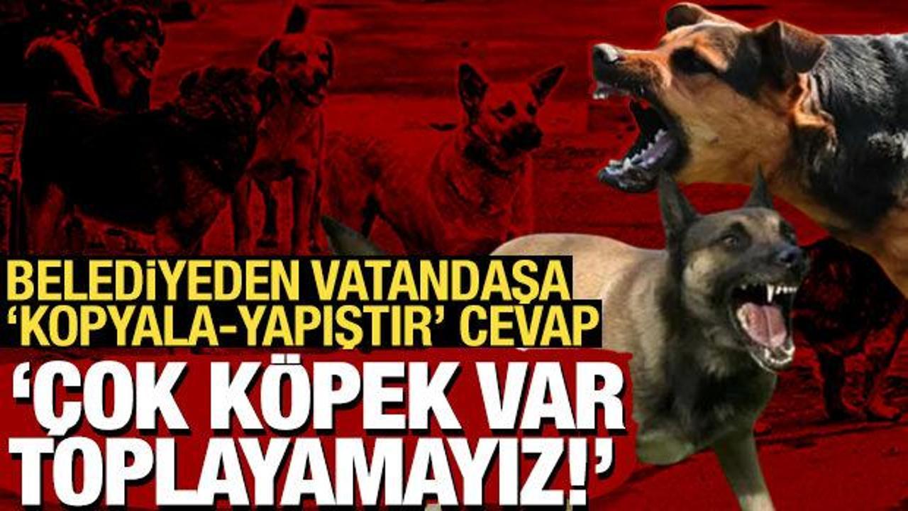 Malumun ilamı: Belediyeden sokak köpeği şikayetine "umursamaz" cevap!