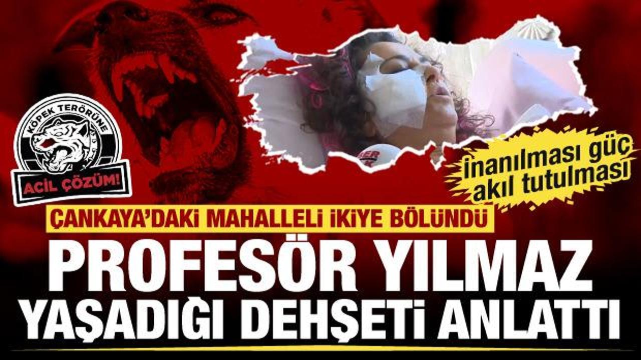 Ankara'da başıboş sokak k&ouml;peklerinin saldırısına uğrayan akademisyen konuştu