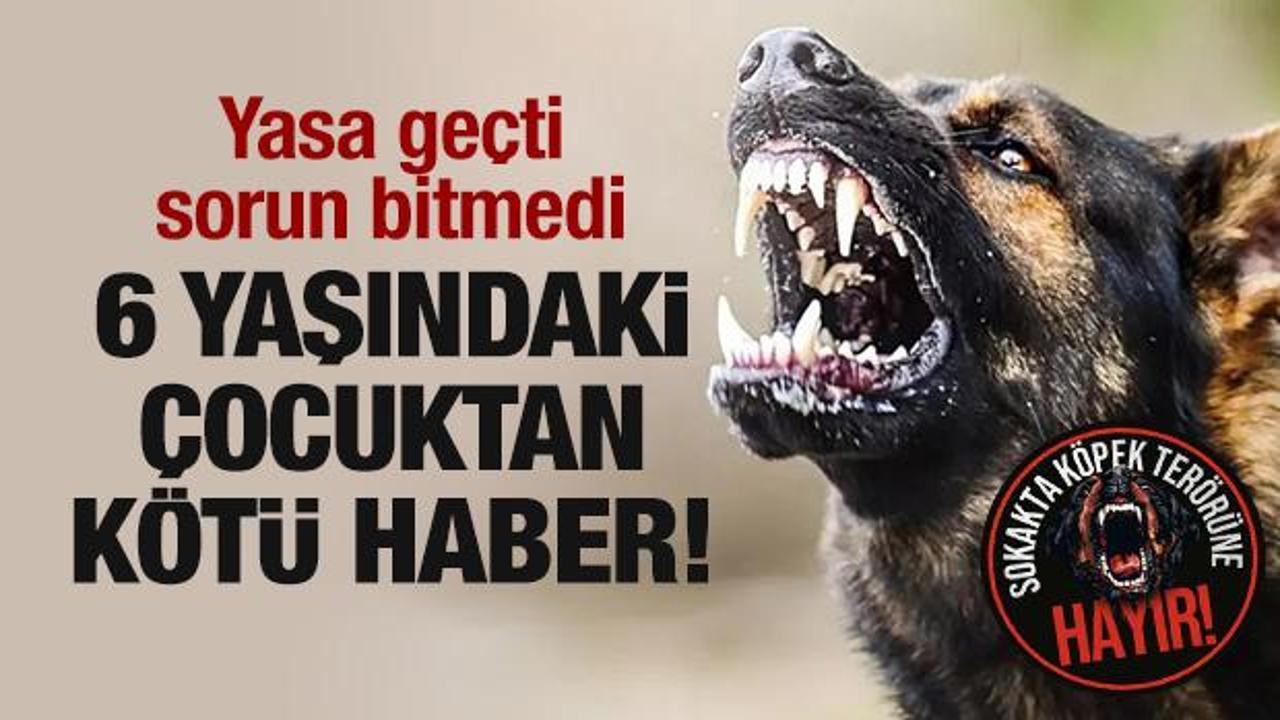 Yasa geçti, sorun bitmedi! Başıboş köpek, 6 yaşındaki çocuğu ağır yaraladı