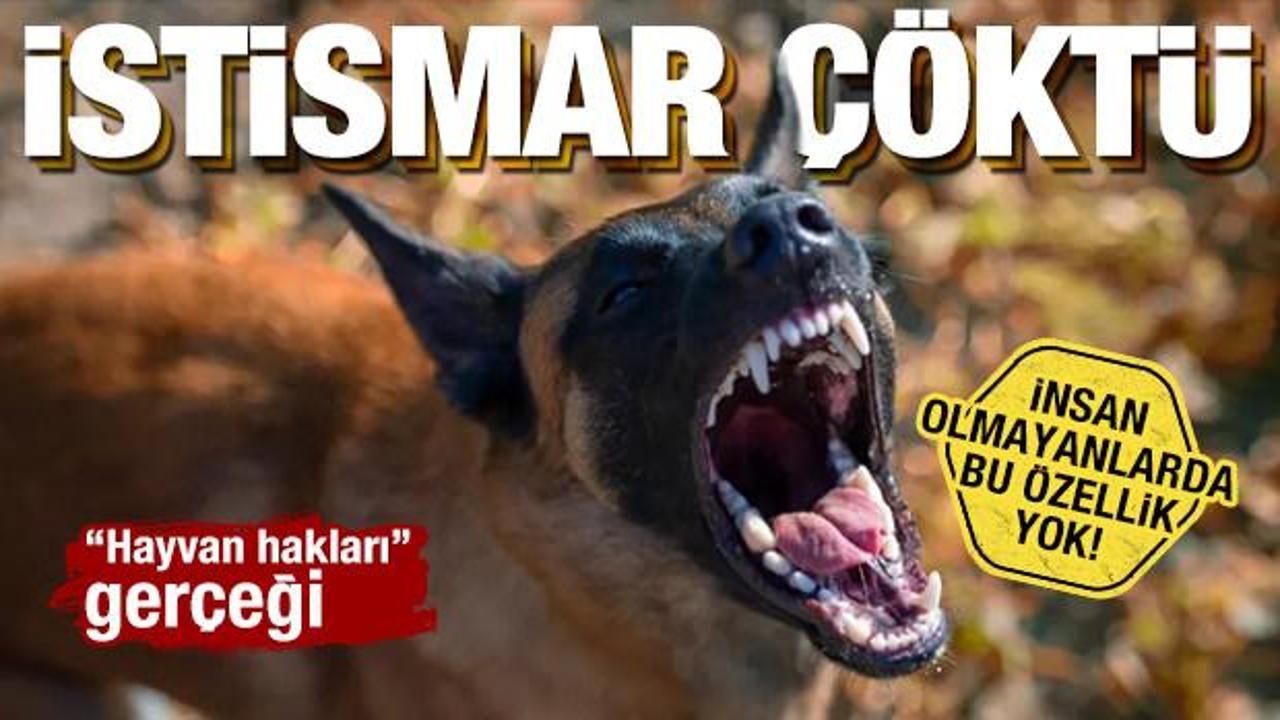 İnsan canı mı sokak köpekleri mi? 'Hayvan hakları' istismarını çökerten yazı