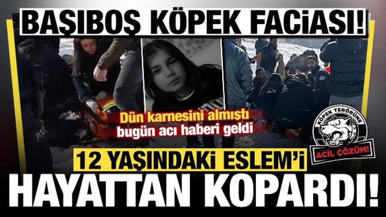Başıboş köpekler 12 yaşındaki Eslem'i hayattan kopardı! Kurtarılamadı
