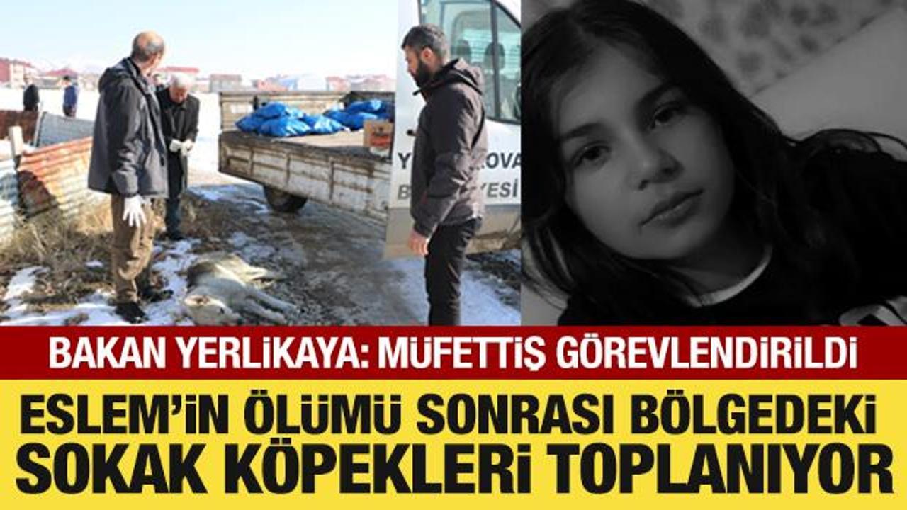Eslem'in &ouml;l&uuml;m&uuml; sonrası b&ouml;lgedeki sokak k&ouml;pekleri toplanıyor 