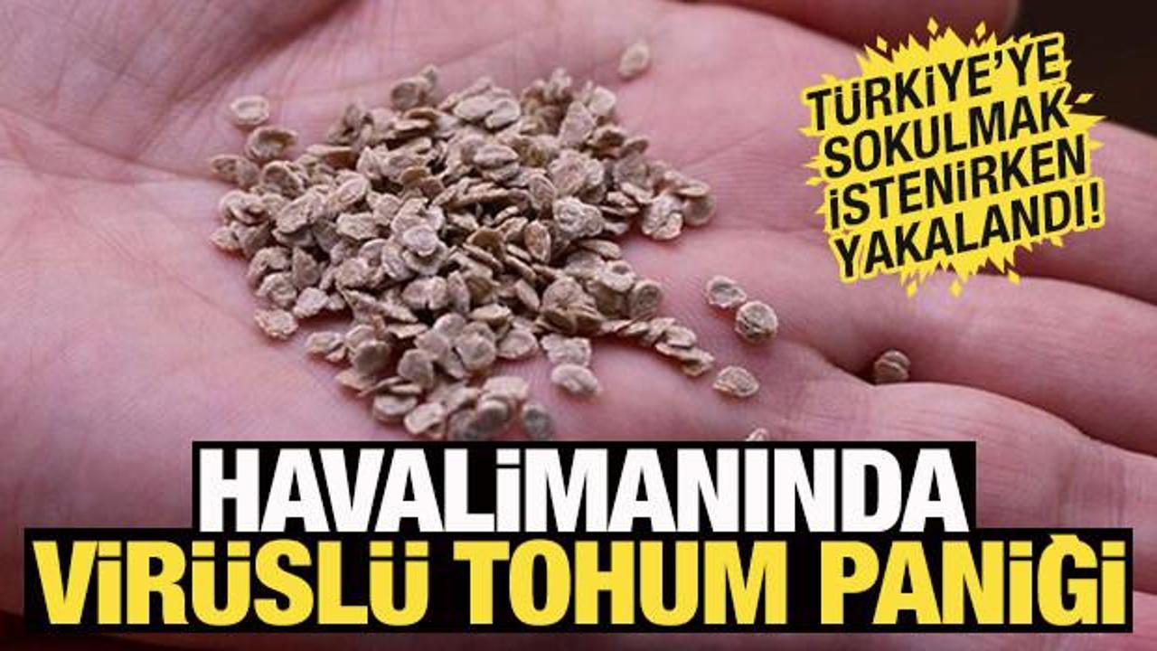 Türkiye'ye sokulmak istenen virüslü tohumlar geri gönderildi
