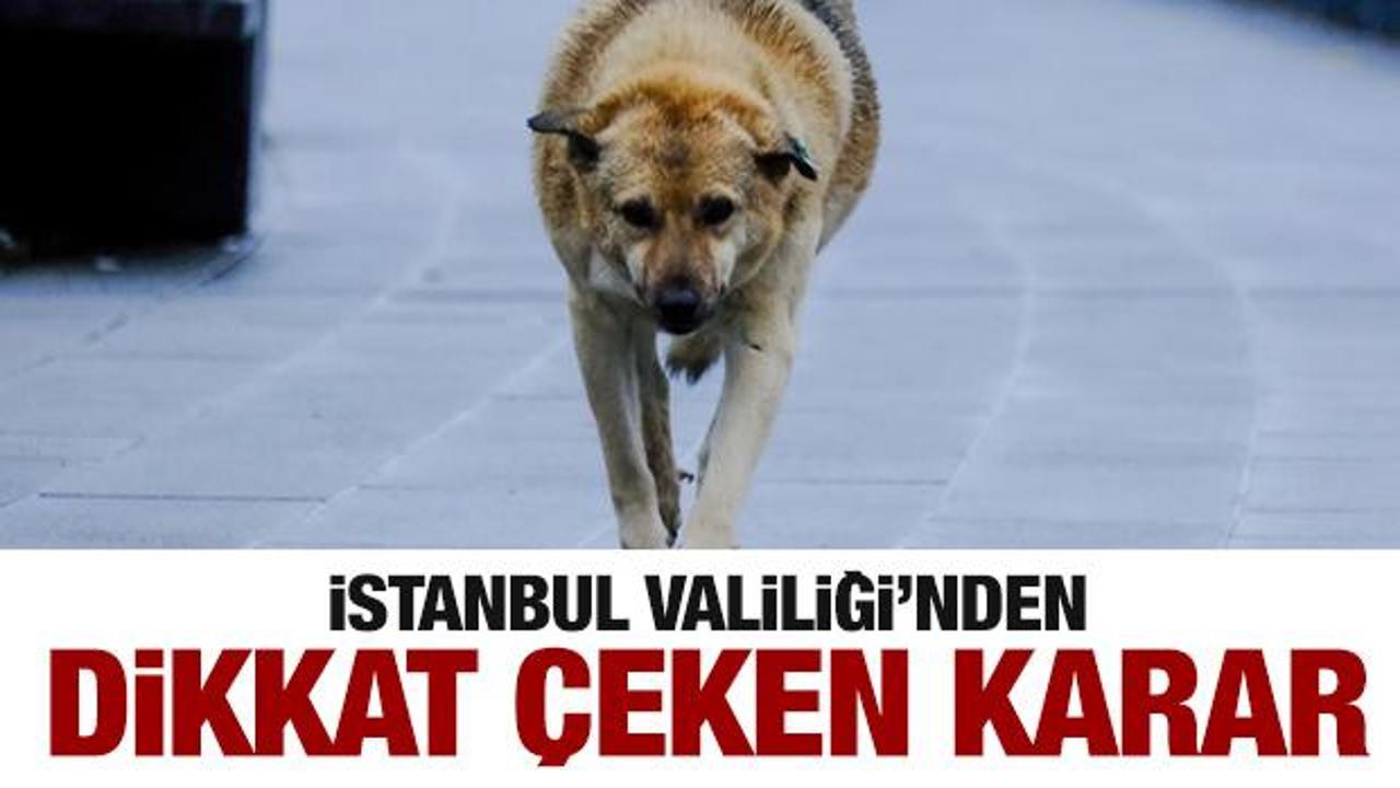 İstanbul Valiliği'nden dikkat &ccedil;eken sokak hayvanları i&ccedil;in karar