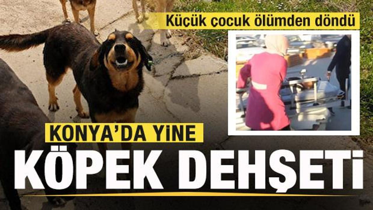 Konya'da bir k&ouml;pek dehşeti daha! K&uuml;&ccedil;&uuml;k &ccedil;ocuk &ouml;l&uuml;mden d&ouml;nd&uuml;