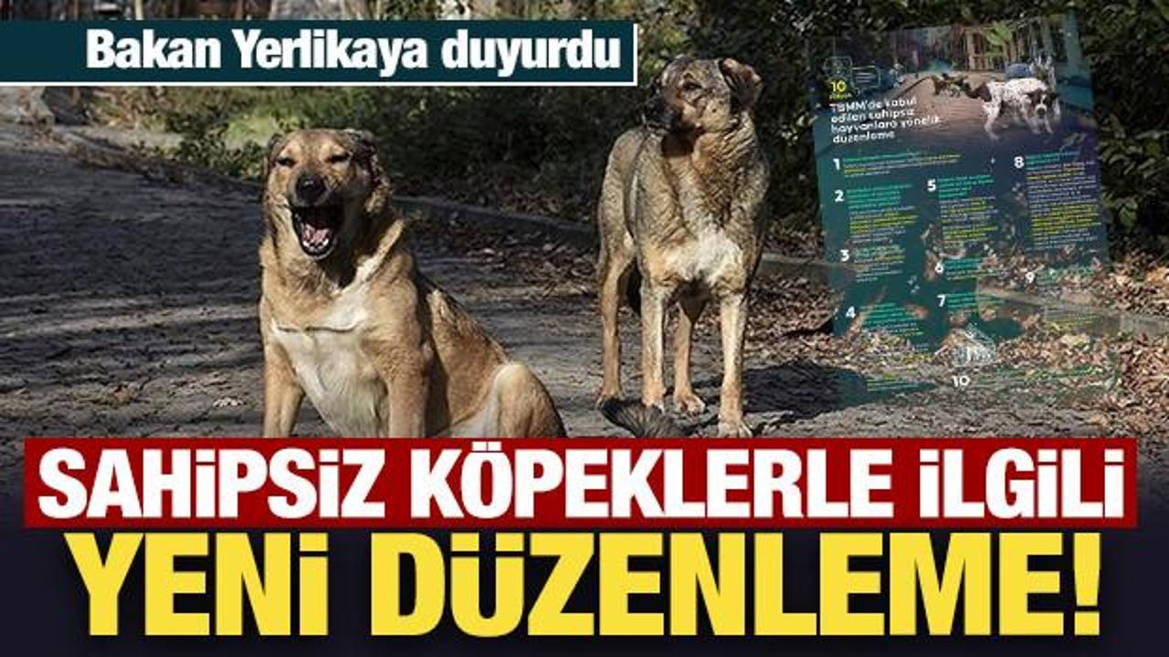 Sahipsiz k&ouml;peklerle ilgili yeni d&uuml;zenleme: Belediyeler 2 ayda bir denetlenecek