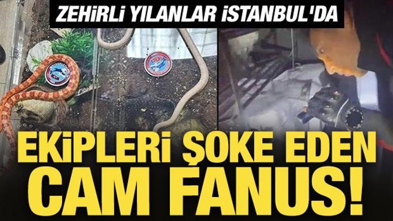 Ekipleri şoke eden cam fanus! Zehirli yılanlar İstanbul'da
