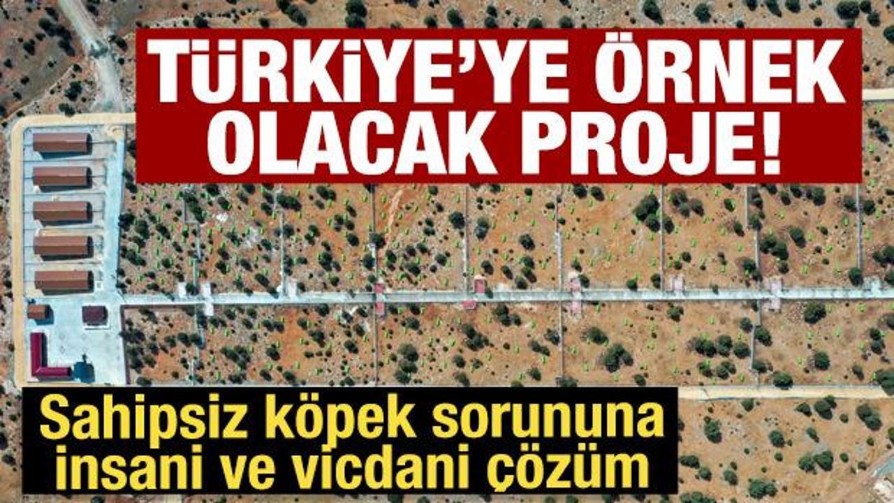Meram Belediyesi'nden sahipsiz k&ouml;pek sorununa insani ve vicdani &ccedil;&ouml;z&uuml;m