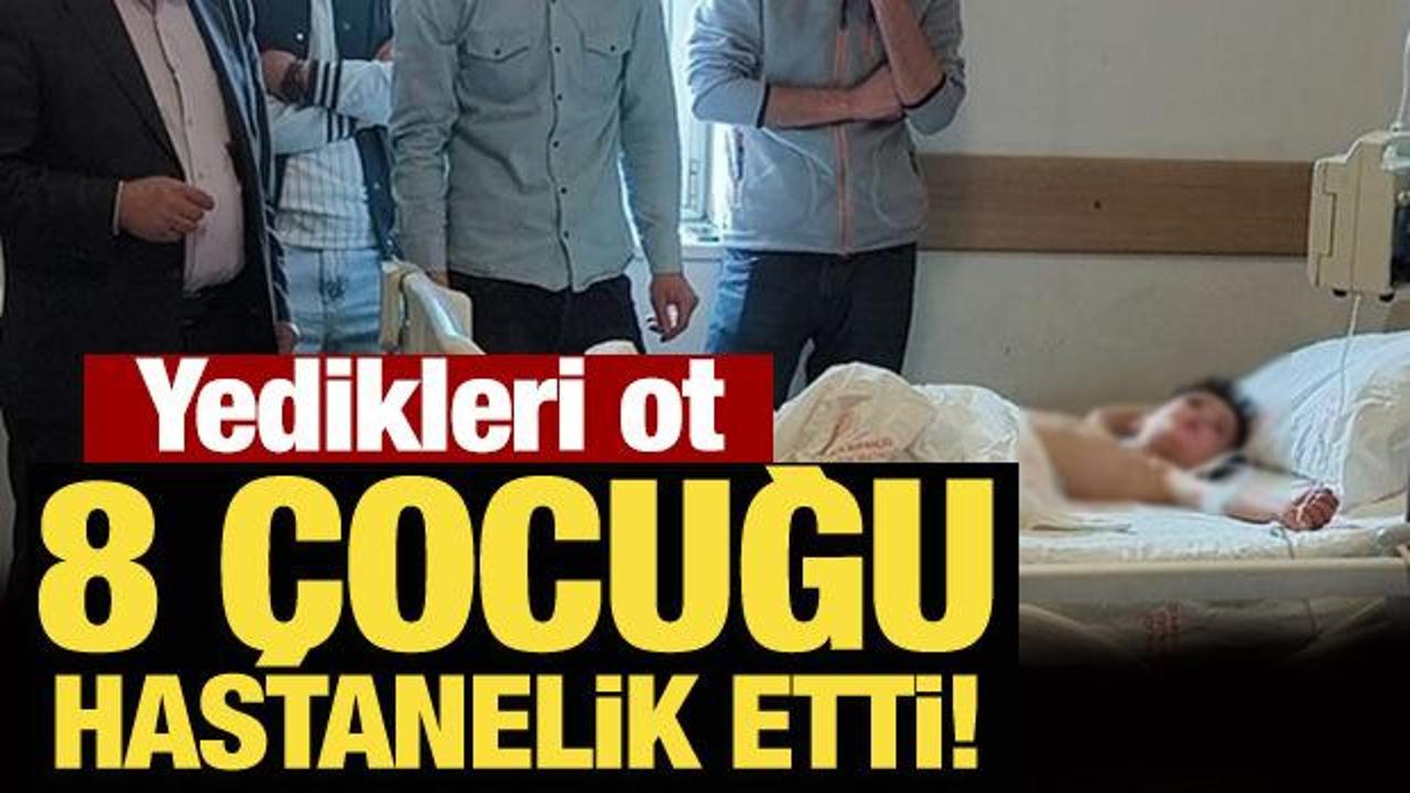 Kars'ta 'g&uuml;zelavrat' otu yiyen 8 &ccedil;ocuk zehirledi