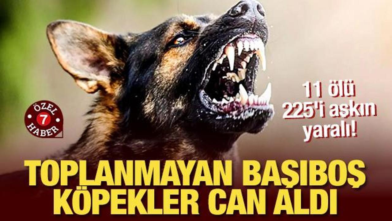 Toplanmayan başıboş köpekler can aldı: 12 ölü 225'i aşkın yaralı!