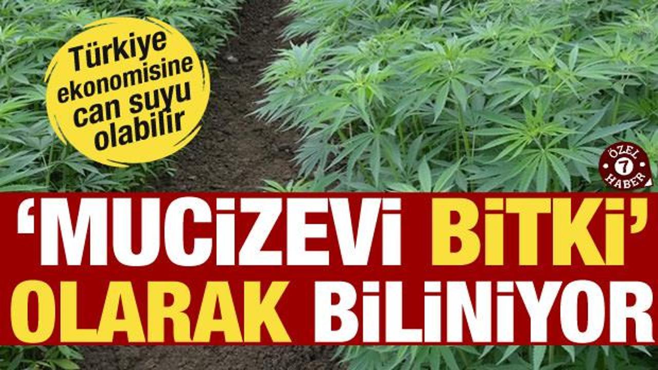 Mucizevi bitki can suyu olabilir! Dünyadaki pazar 150 milyar doları buluyor