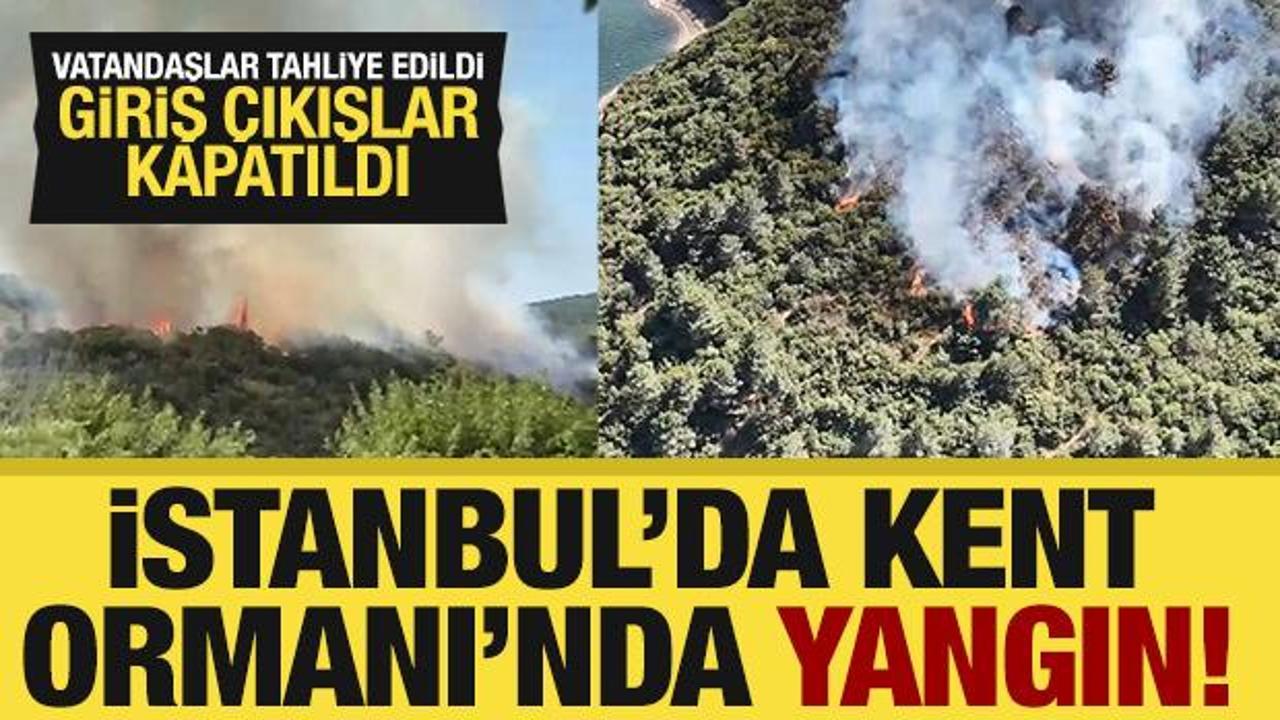 Sultangazi'de orman yangını: Kontrol altına alındı!