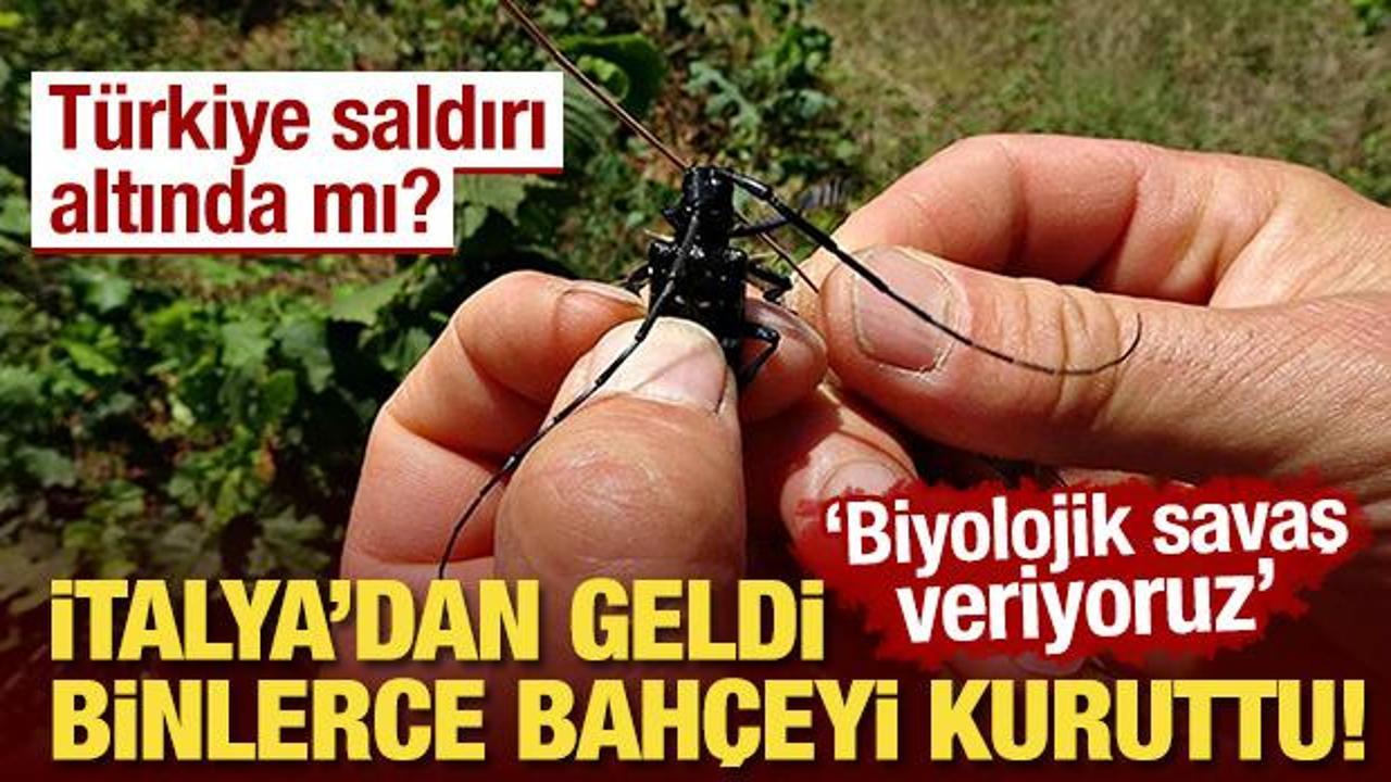 İtalya'dan geldi, binlerce bahçeyi kuruttu! "Biyolojik savaş veriyoruz"