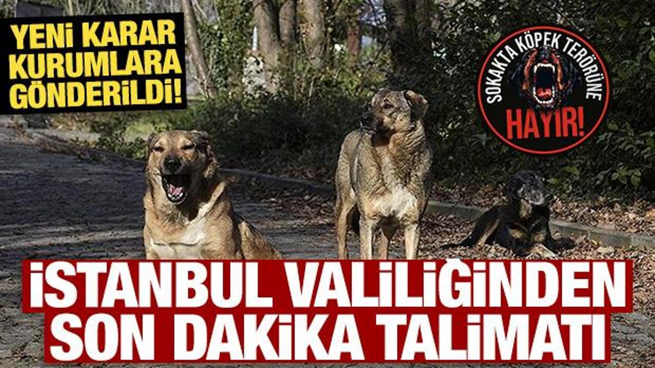İstanbul Valiliğinden yeni sokak k&ouml;peği kararı! 