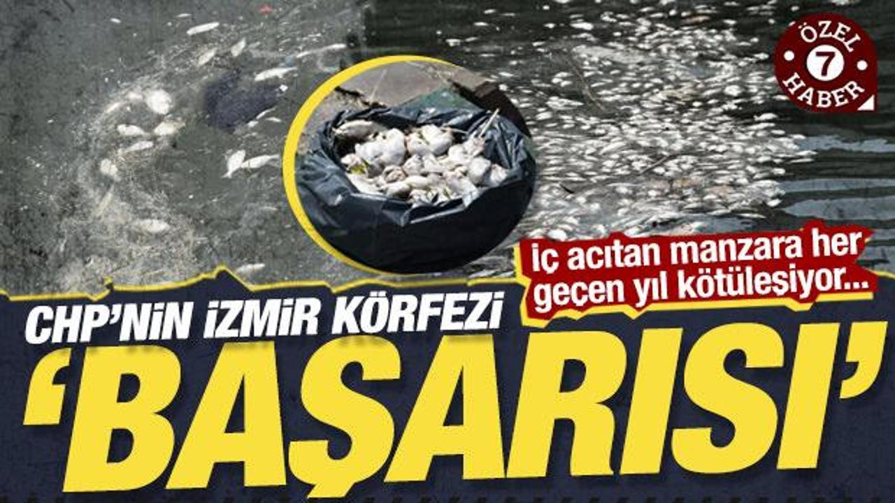 İzmir Körfezi’nde kahreden görüntü: Binlerce balık ölüsü kıyıya vurdu