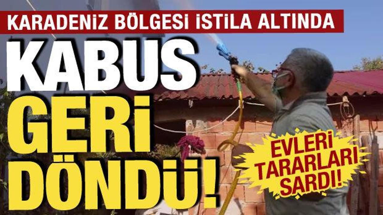 Karadeniz kokarca böceği istilası altında: Tarım ve Orman Bakanlığı'ndan kabusa son